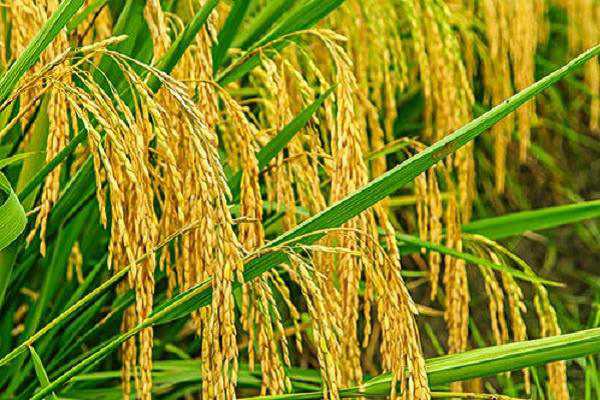 水稻的收获是在什么节气前后 水稻的收获是在什么节气前后播种