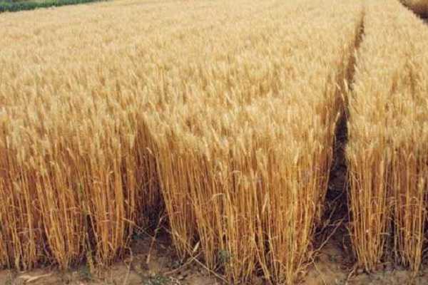 小麦纹枯病的症状，为什么会发病 小麦纹枯病是什么症状