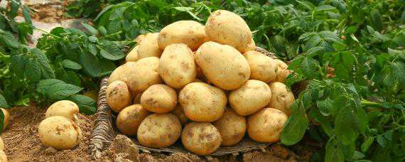 土豆种植技术 土豆种植技术和管理
