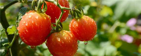 西红柿上什么肥膨果快 西红柿膨大用什么肥