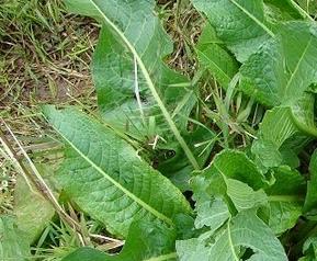 春天哪些野菜能吃 春天哪些野菜可以吃