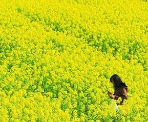 油菜营养价值和功效作用（油菜有什么营养价值和药用价值）