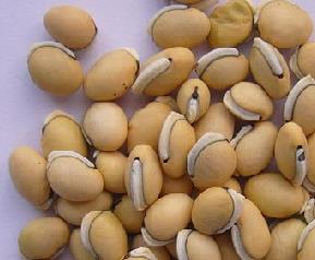 扁豆营养价值和药用价值 扁豆的药用和营养价值