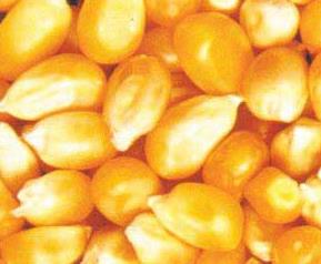 玉米种子龙高L2栽培要点和田间因素 高产玉米品种龙高l2