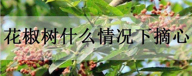 花椒树什么情况下摘心（花椒树摘心修剪原理）