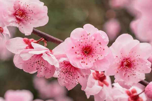 梅花为什么在冬天开花，原因有哪些 梅花为什么在冬天开花呢