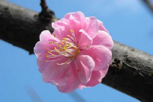 蔷薇什么季节开花，花期在几月份（蔷薇什么季节开花,花期在几月份开）