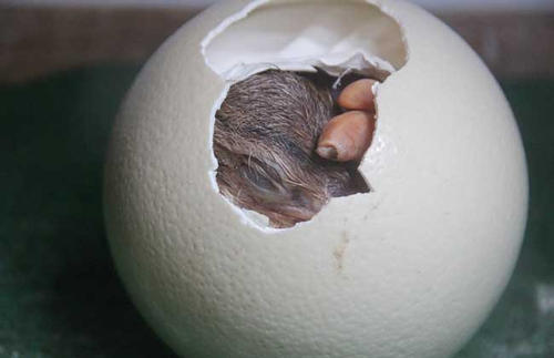 鸵鸟蛋孵化技术（鸵鸟蛋孵化技术图片）
