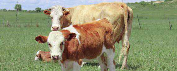 黄白花牛是什么品种 红白花牛是什么品种