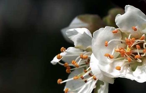 白梅花的功效与作用 白梅花的功效与作用是什么