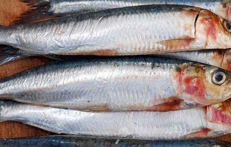 沙丁鱼的营养价值