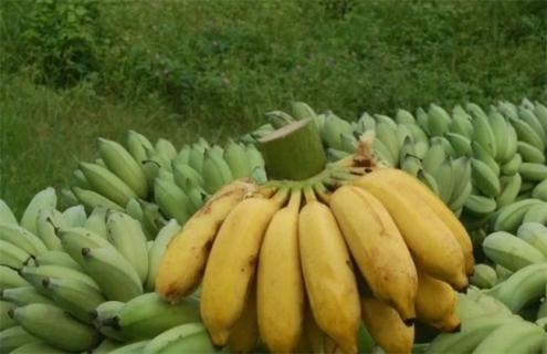 香蕉常见种类图片名称（香蕉的种类图片）