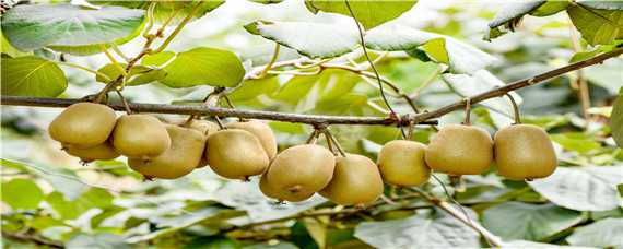 软枣猕猴桃的栽培与管理技术 软枣猕猴桃的栽培与管理技术视频