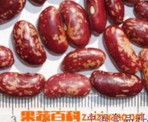 芸豆是什么 芸豆是什么季节的蔬菜