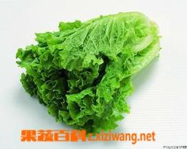 生菜怎么做好吃 生菜怎么做好吃又简单蚝油生菜