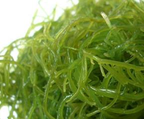 海藻的功效 海藻的功效与作用禁忌