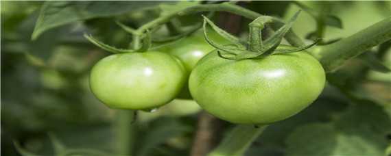 西红柿栽培时间与施肥方法（西红柿施肥时间和施肥量）