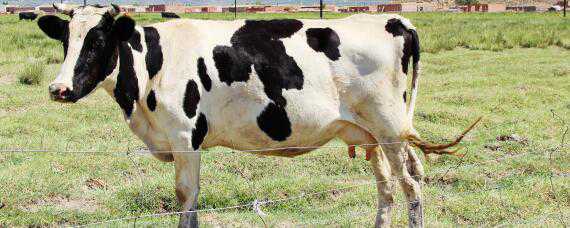 母牛配种几天可以打口蹄疫苗 母牛产后几天可以打口蹄疫苗