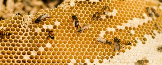 蜂王养殖技术 蜂王养殖技术培育蜂王的方法
