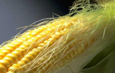 玉米须的功效与作用 玉米须的功效与作用吃法