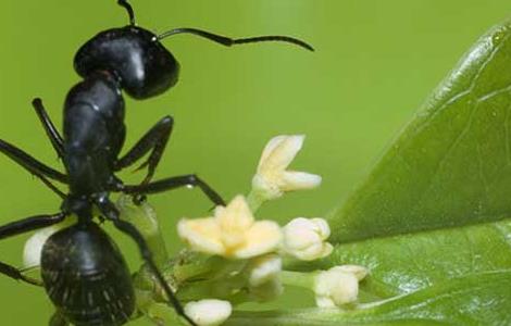 黑蚂蚁能治阳痿吗 黑蚂蚁可以壮阳吗