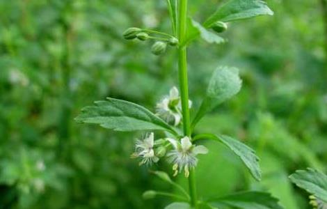 野甘草的功效与作用 野甘草的功效与作用点