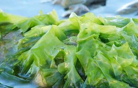 海藻的功效与作用 海藻的功效与作用图片