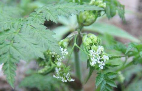 野芹菜的功效与作用（野芹菜的功效与作用图片）