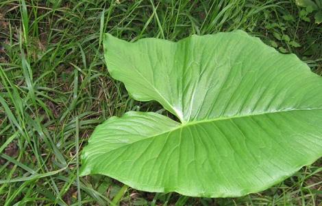 海芋的功效和作用 海芋食用方法和功效