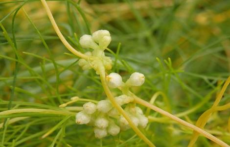 菟丝子泡酒的功效与作用 女贞子菟丝子泡酒的功效与作用