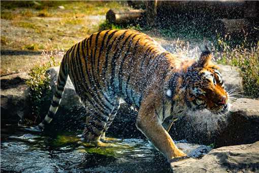东北虎是几级保护动物 东北虎是几级保护动物2022