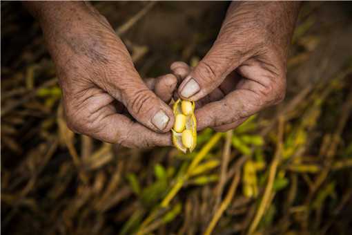 2021大豆补贴能补多少钱一亩 2021年大豆种植补贴是多少