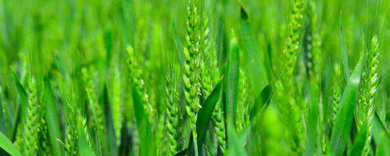 小麦孕穗期的管理 小麦孕穗期的管理课件