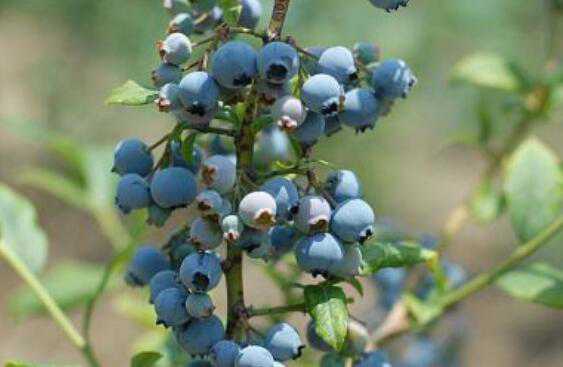 蓝莓根的功效与作用 吃蓝莓的好处