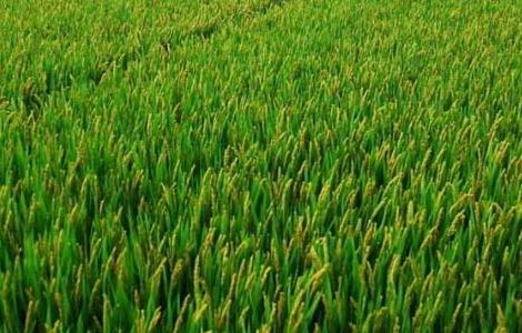 水稻抽穗结实期的田间管理 水稻结实期的田间管理技术措施