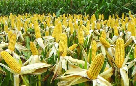 影响玉米收成的因素及处理措施（影响玉米生产的因素）