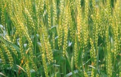 冬小麦优质高产栽培种植技术 冬小麦优质高产栽培种植技术与管理