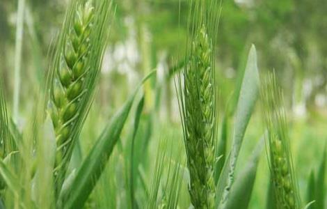 小麦的高产种植技术 小麦高产种植技术要点