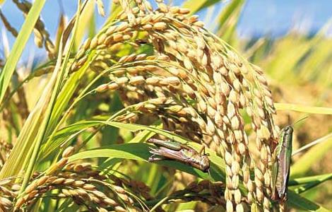 夏季怎样防治稻米中的害虫（夏季怎样防治稻米中的害虫视频）