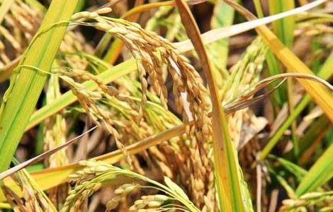 秋收后储藏稻米的方法和要点（稻谷储存的正确方法）
