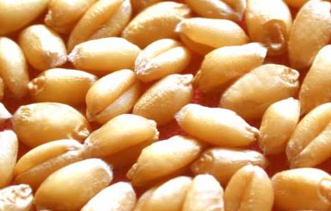 如何对小麦种子的优劣进行鉴别 小麦种子质量