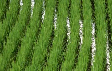 水稻较早移栽可获高产 水稻高产栽培