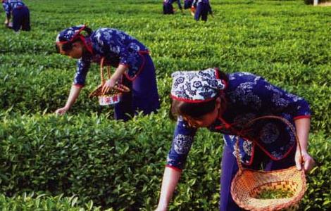 茶叶的采摘技术