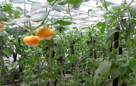 温室蔬菜冬季施肥十不宜（冬季温室栽培作物为什么应该避免高温?）