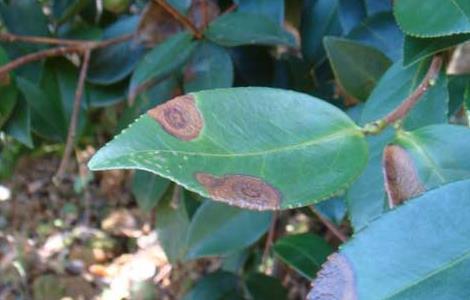 茶轮斑病怎么防治 山茶轮斑病