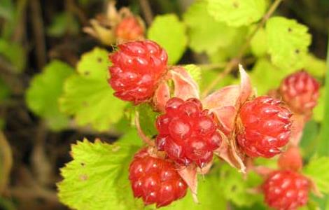 茅莓的功效与作用 茅莓的功效与作用禁忌
