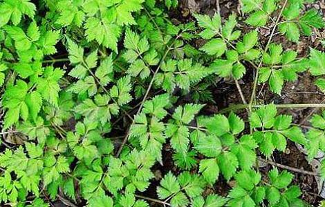 川芎种植技术