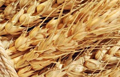 小麦什么时候传入中国