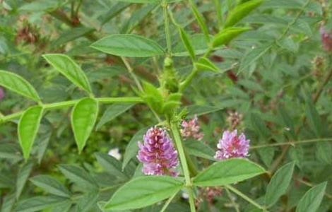 甘草种子价格及种植方法