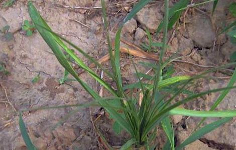 知母种子价格及种植方法